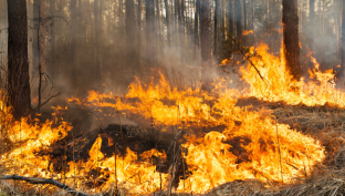 В лесах Югры начал официально действовать пожароопасный период