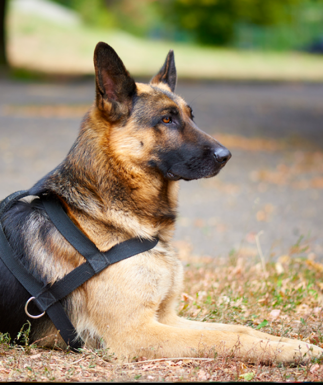 В Югре служебная собака помогла раскрыть квартирную кражу