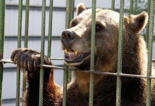 Поиски нового дома для нижневартовских медведей пока результата не дали