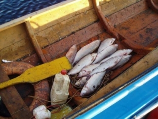 Жителям Белоярского района грозит многотысячный штраф за незаконный вылов рыбы
