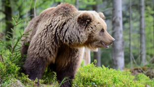 В Югре с начала сезона ликвидировали одного агрессивного медведя