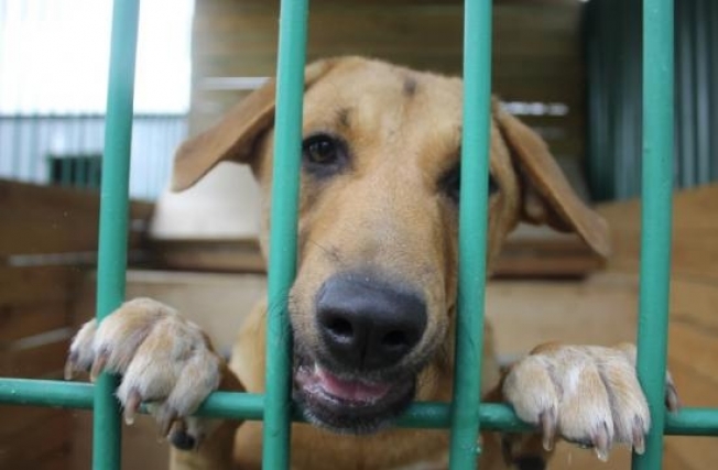 Власти Сургутского района выделят дополнительные средства на отлов собак