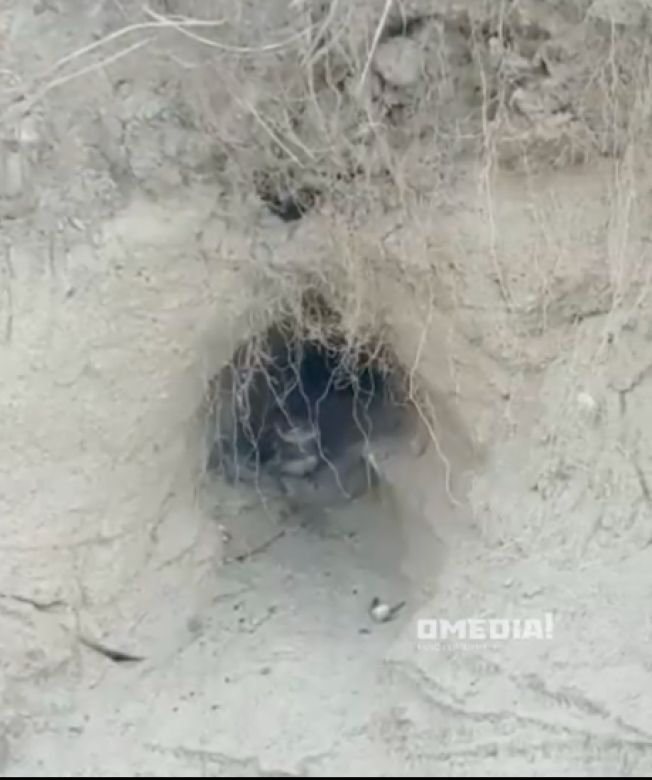 В пригороде Сургута птицы свили гнезда в песчаной горе