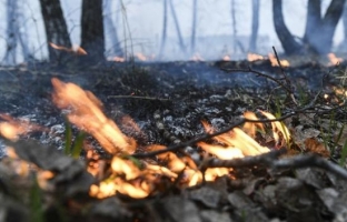 В Югре отменен режим ЧС по лесным пожарам