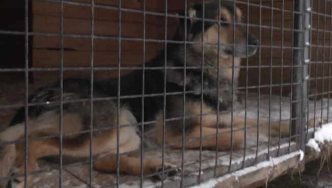 Зоозащитники из других регионов страны научили югорских волонтеров, как пристроить собаку из приюта
