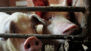 В Тюменской области возбуждено уголовное дело из-за африканской чумы свиней