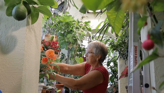 Сургутянка выращивает экзотические фрукты прямо на балконе
