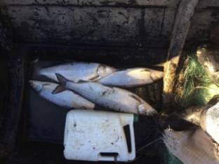 Полицейские Белоярского района возбудили уголовные дела за незаконный вылов ценных пород рыб