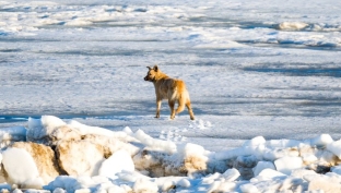 Волонтеры Нижневартовска спасают собаку, оказавшуюся на льдине