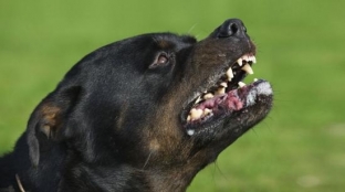 В России утвердили список особо опасных собак